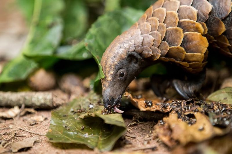 Pangolin