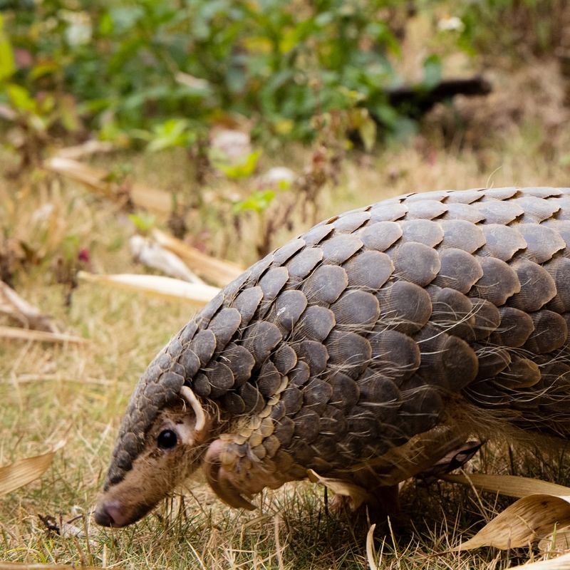 Pangolin