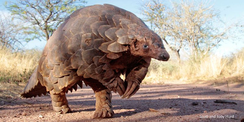 Pangolin Species Diversity