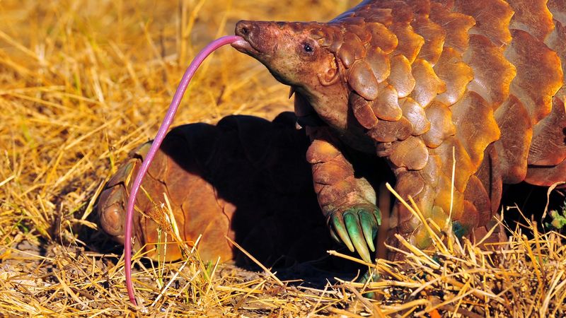 Pangolin Tongue Extravaganza