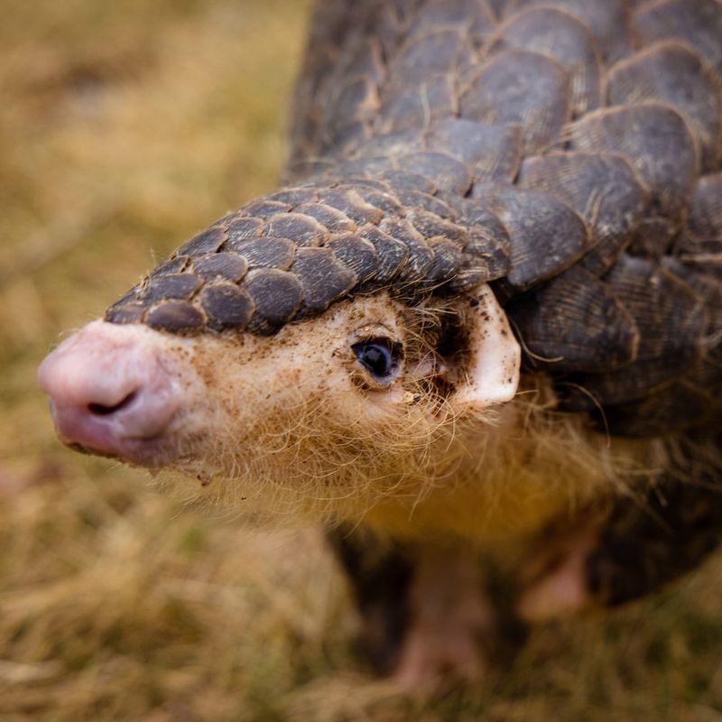 Pangolin