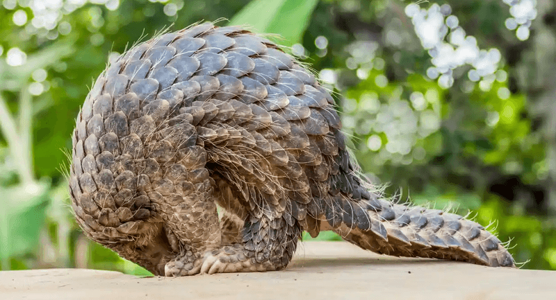 Pangolin's Threats and Hope