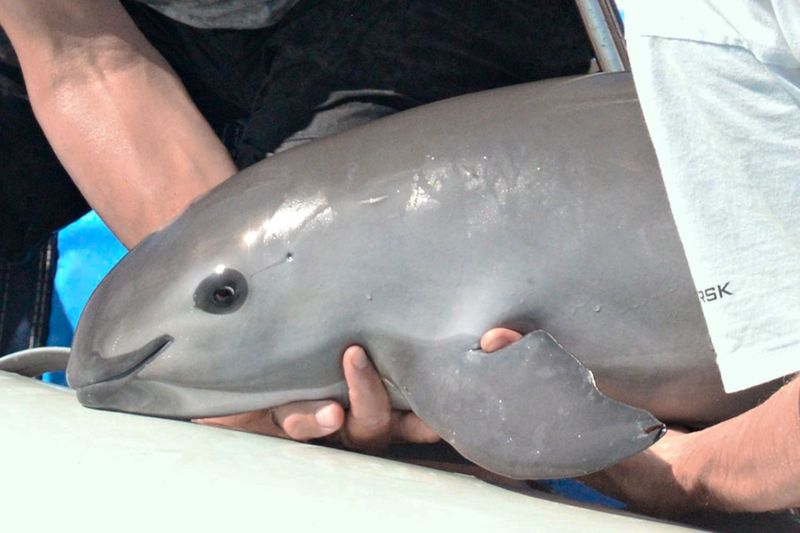 Vaquitas