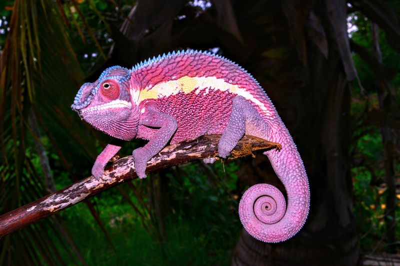 Panther Chameleon