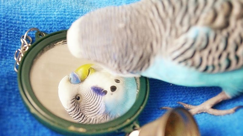 Parakeet Mirror Obsession