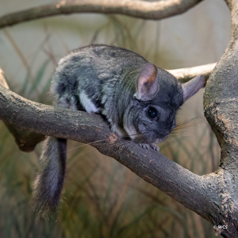 Chinchilla