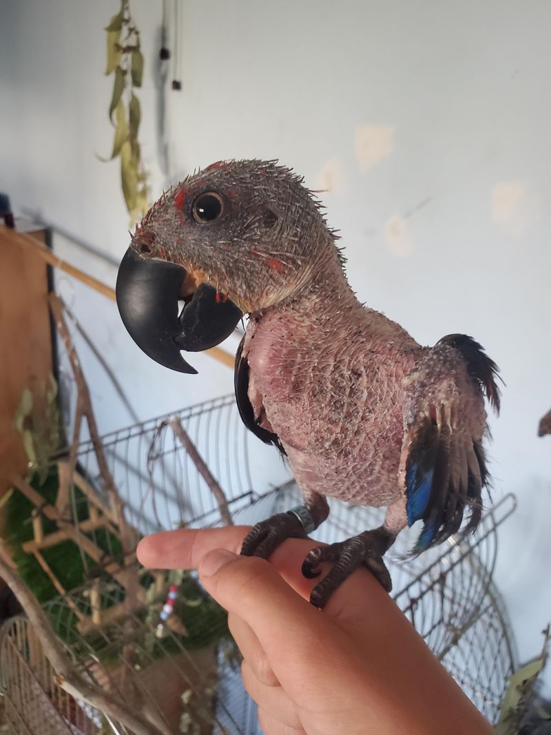 Parrot Plucking