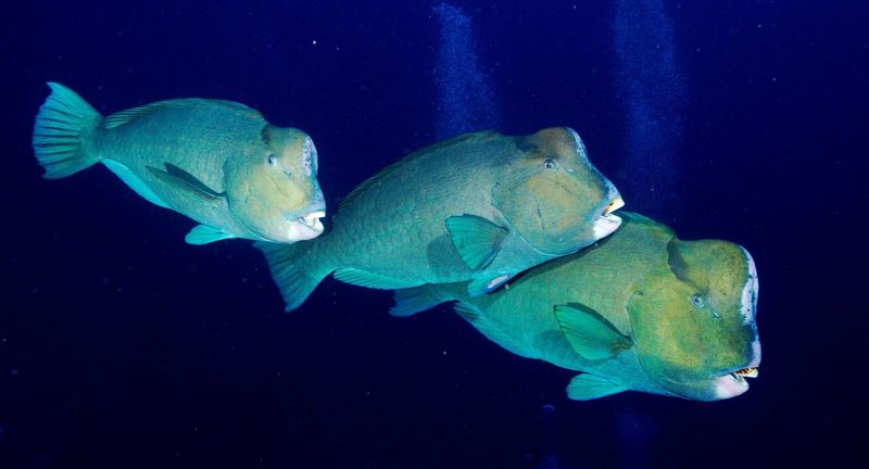 Parrotfish