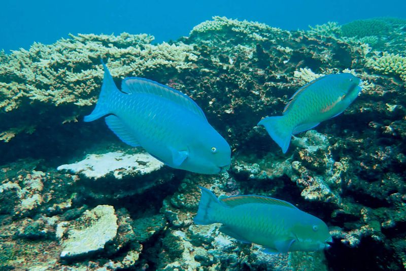 Parrotfish