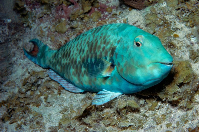 Parrotfish