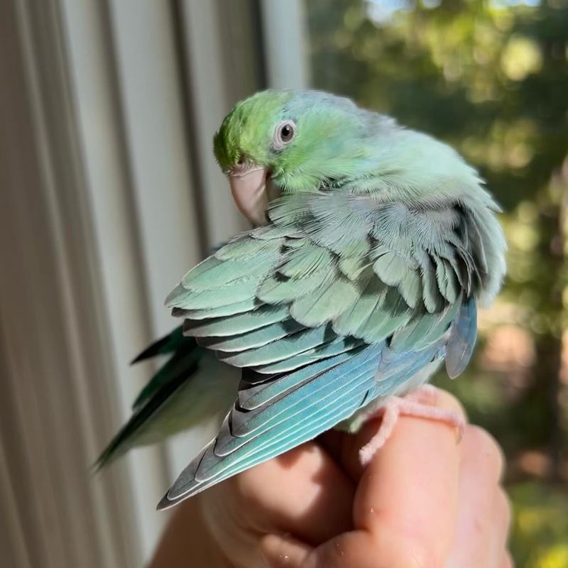 Parrotlet