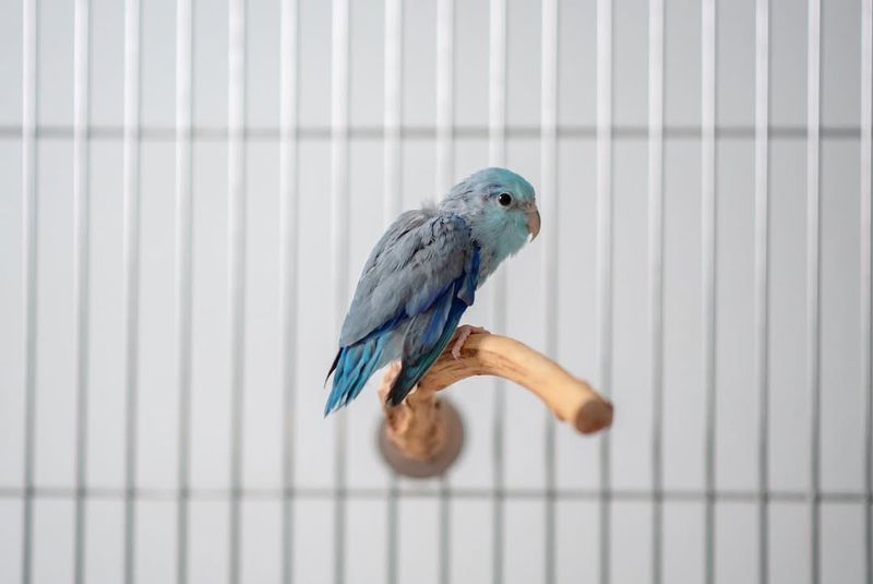 Parrotlet