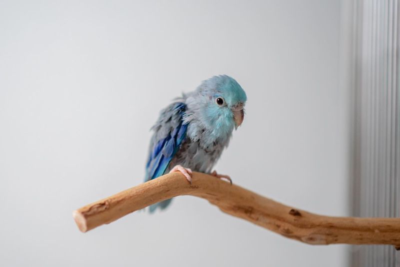 Parrotlet