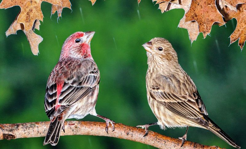 Finches