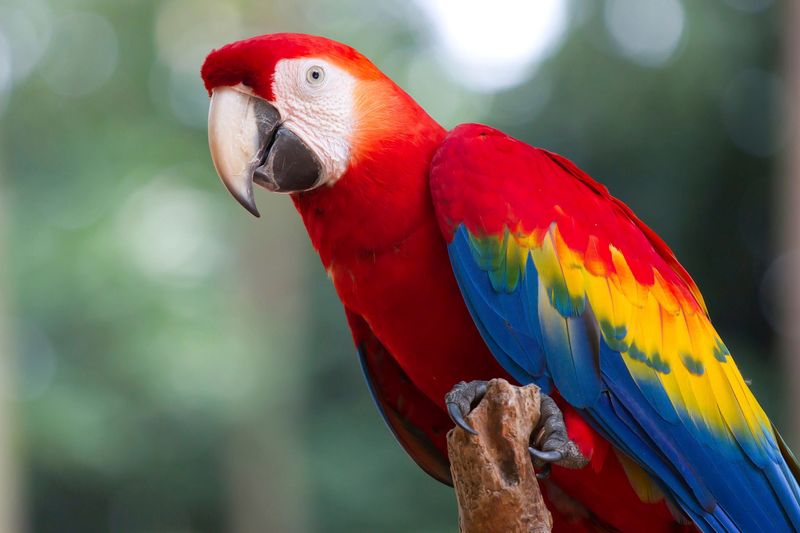 Parrots and Speech