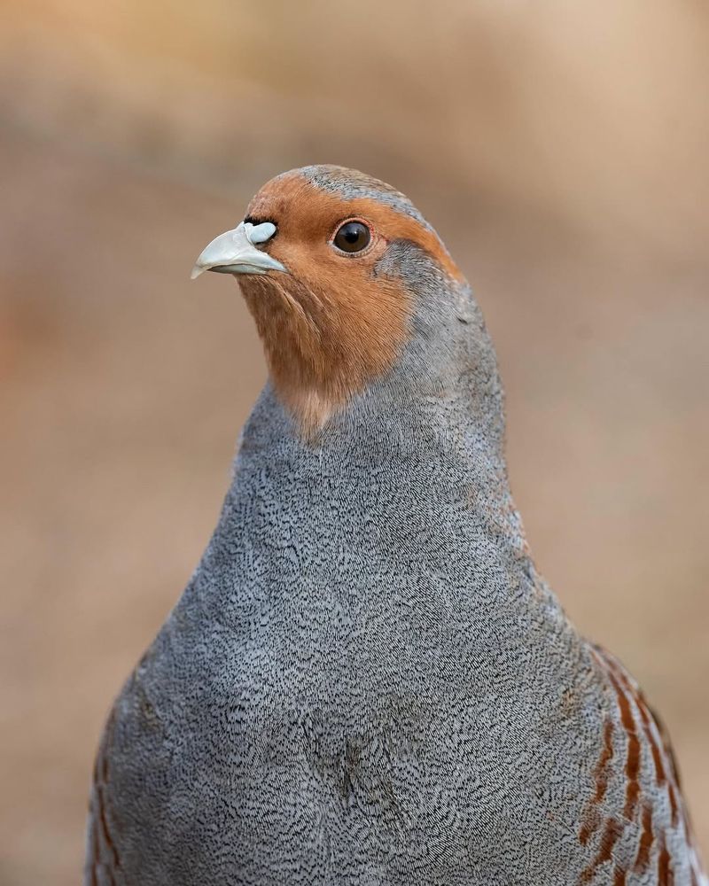 Partridges