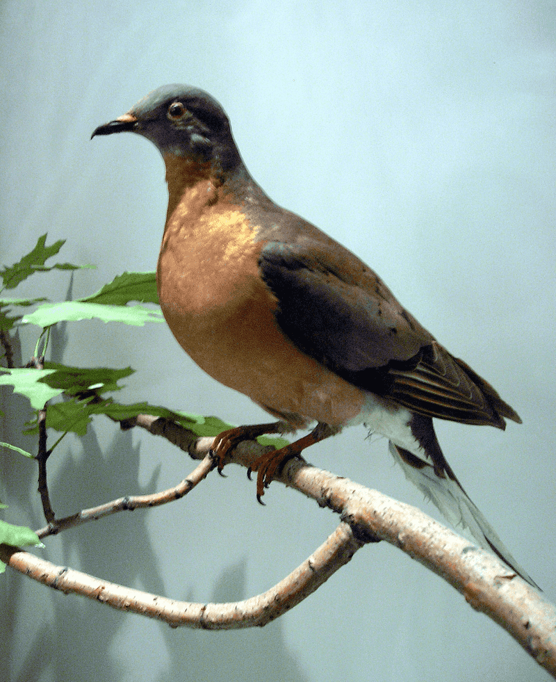 Passenger Pigeon