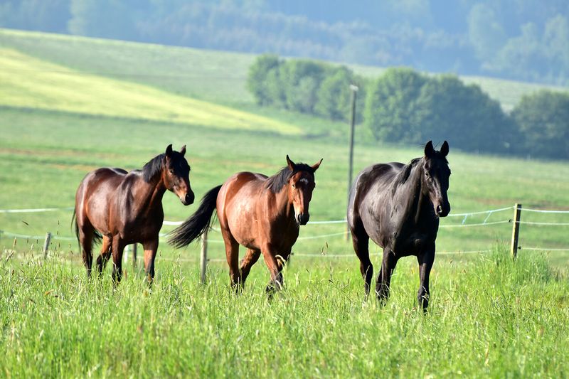 Pasture Time with Companions