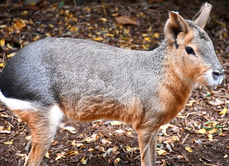 Patagonian Mara