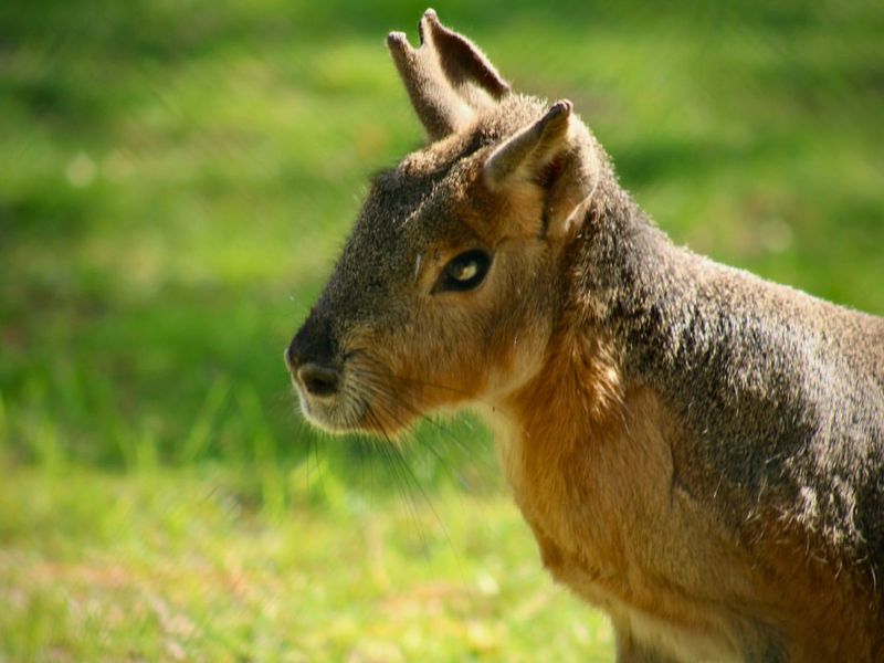 Patagonian Mara