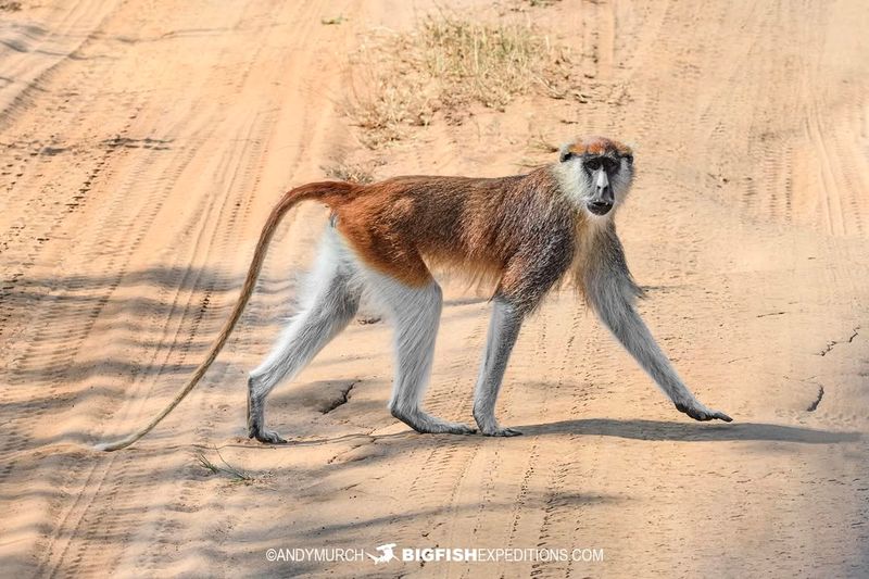 Patas Monkey