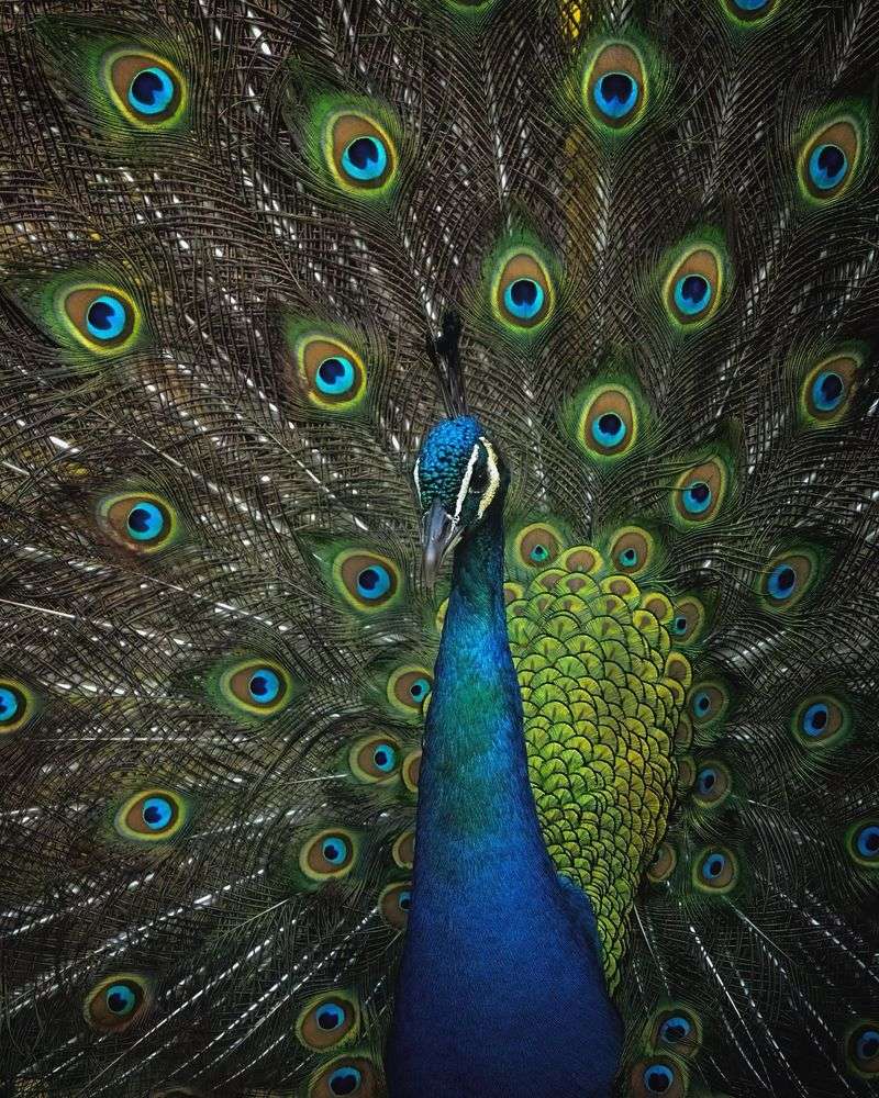 Peacock's Dazzling Display