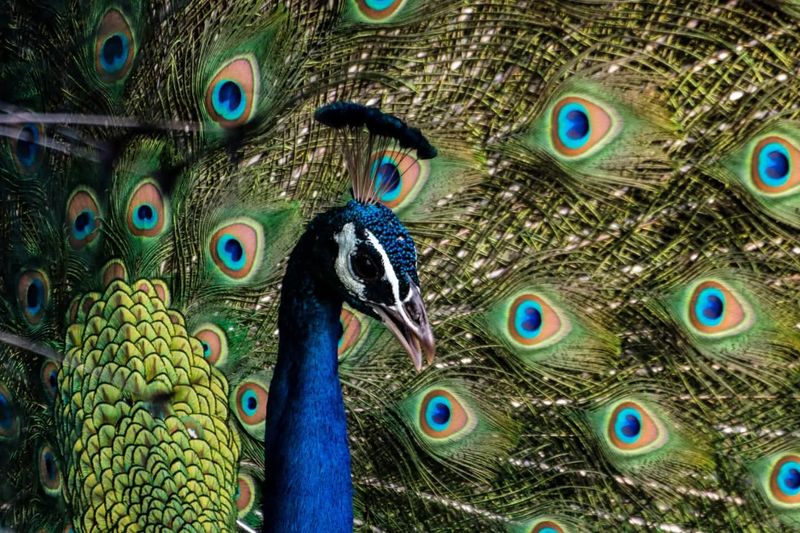 Peacock