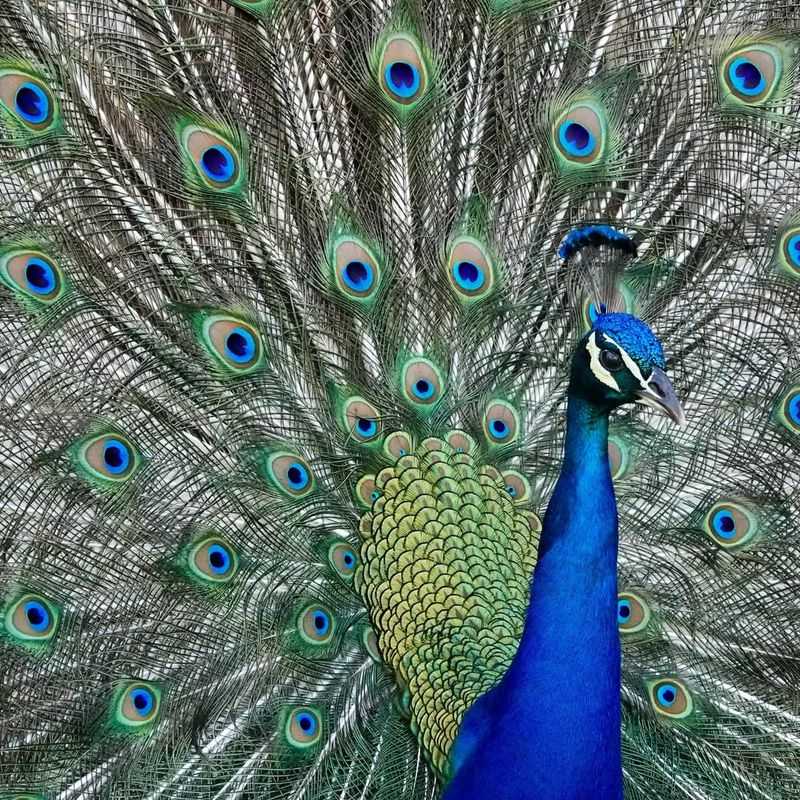 Peacocks' Pride