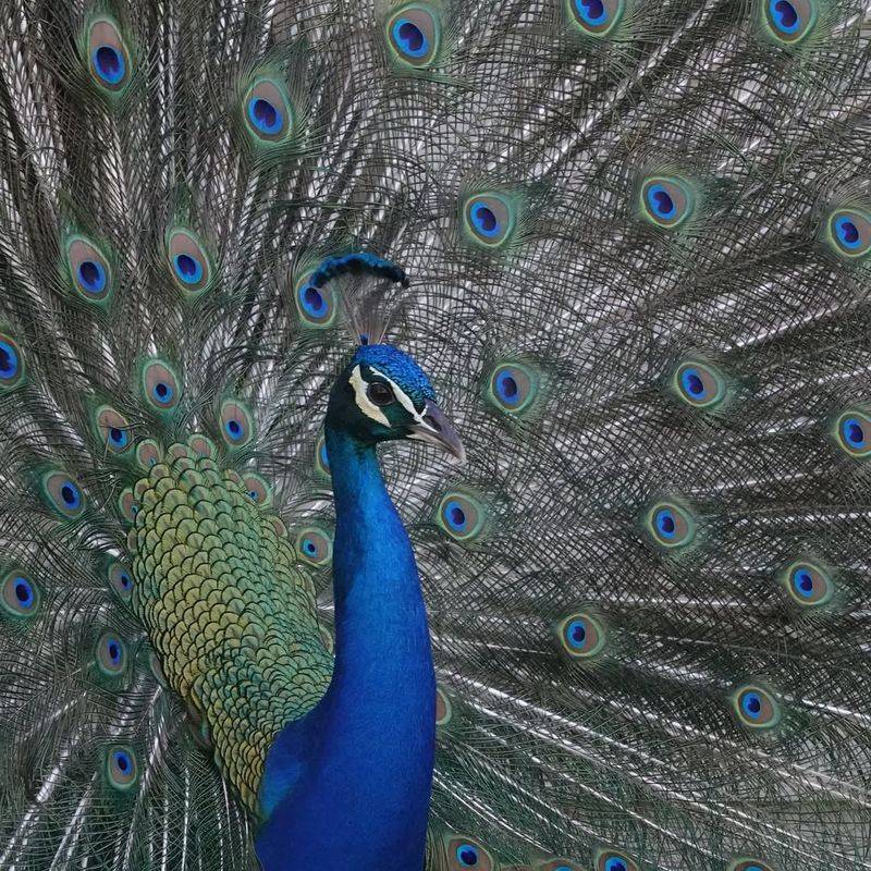 Peafowl