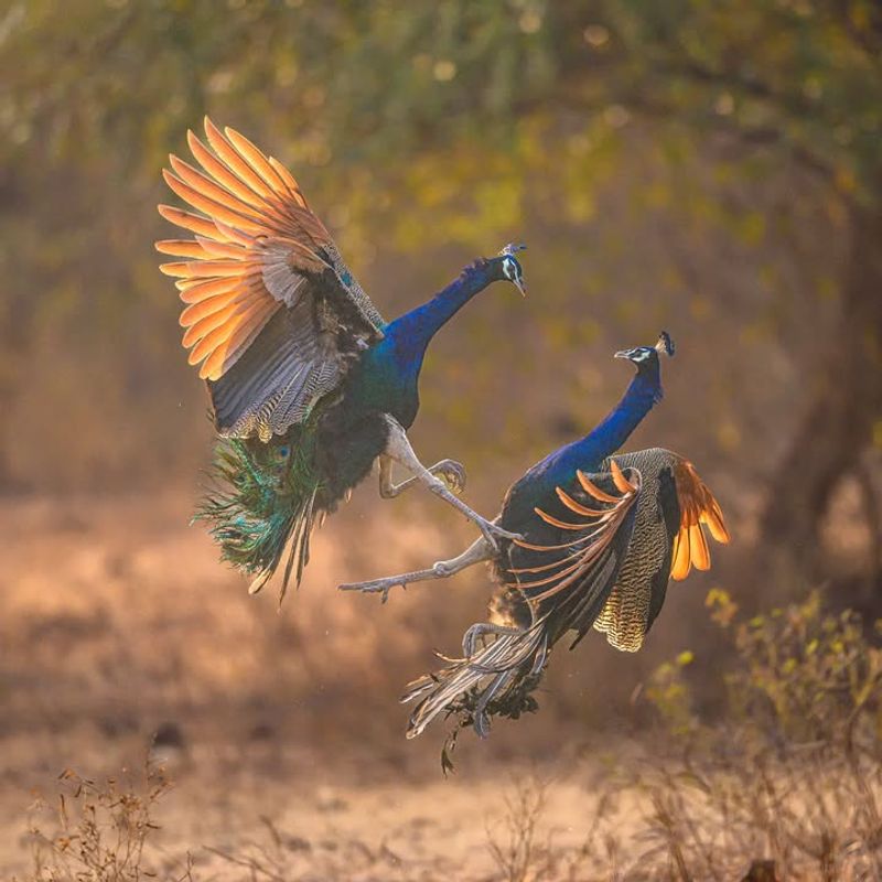 Peafowls