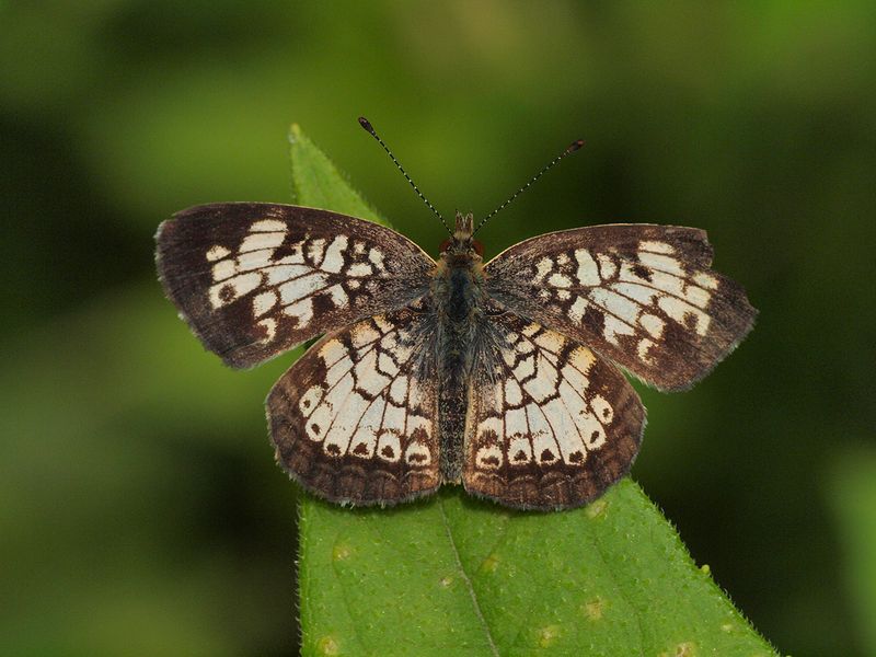 Pearl Crescent - Alabama