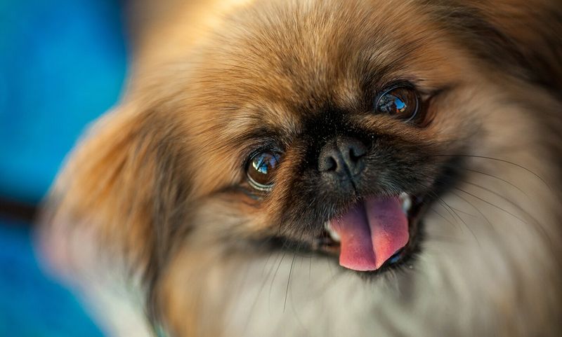 Pekingese