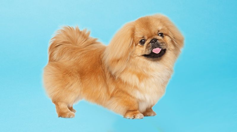 Pekingese