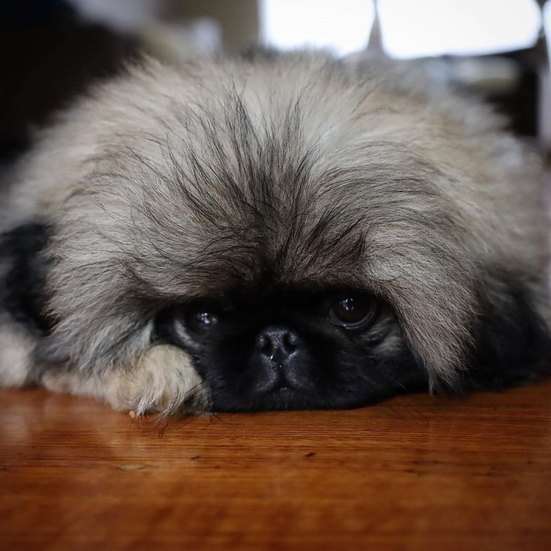 Pekingese