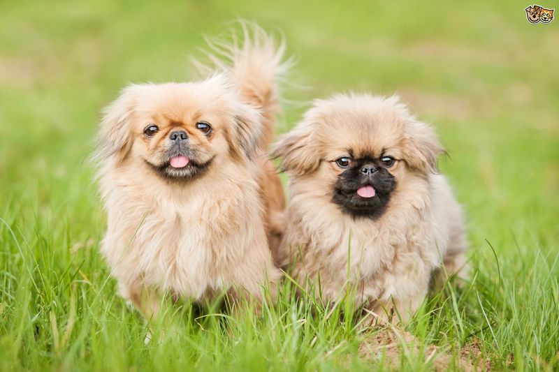 Pekingese