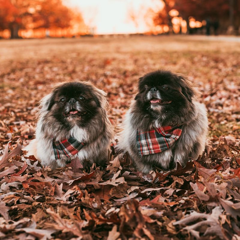 Pekingese