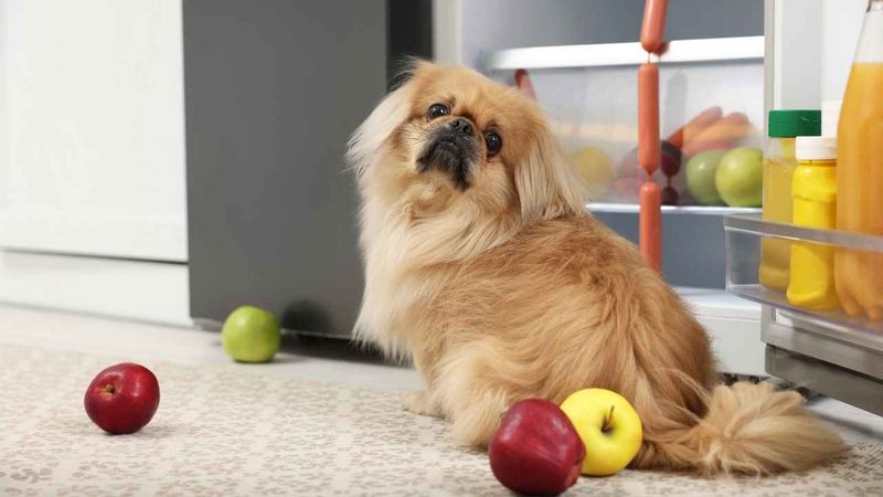 Pekingese