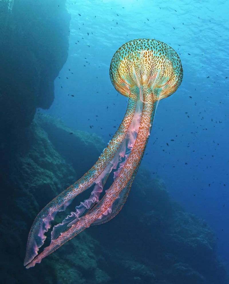 Pelagia Noctiluca