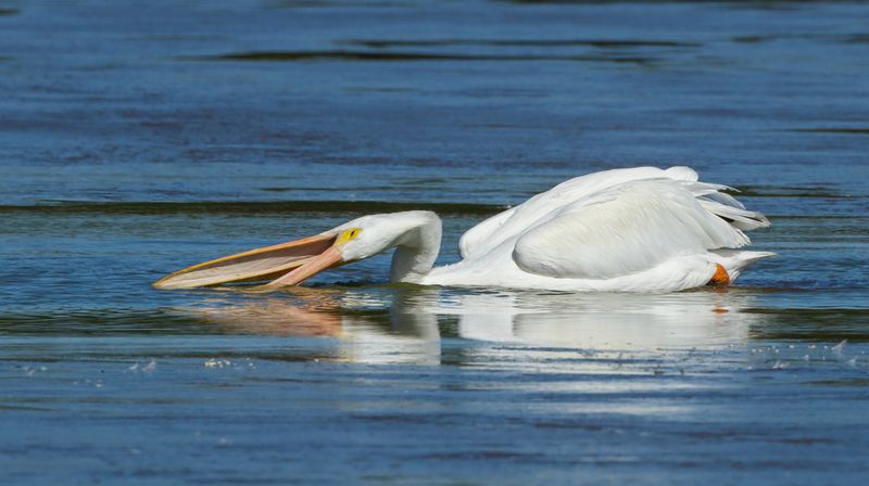 Pelican's Feeding Technique