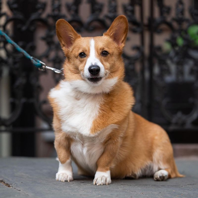 Pembroke Welsh Corgi