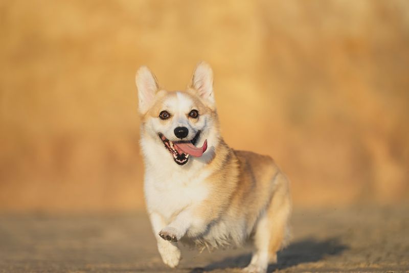 Pembroke Welsh Corgi