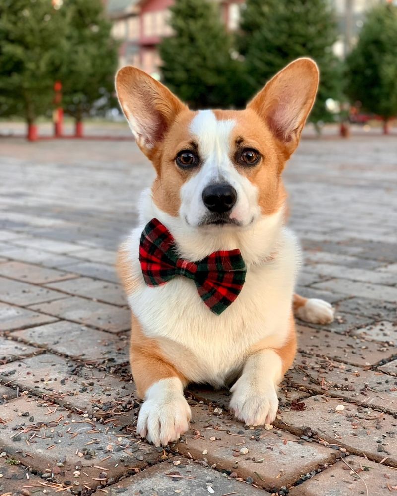 Pembroke Welsh Corgi