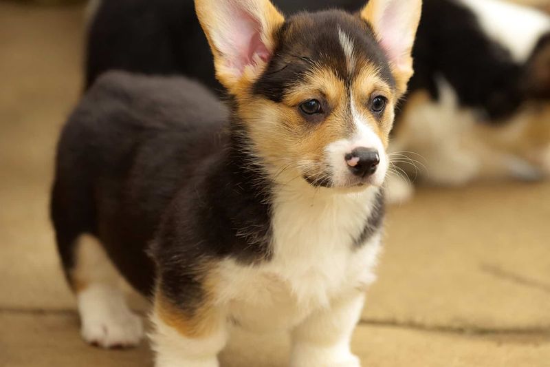 Pembroke Welsh Corgi