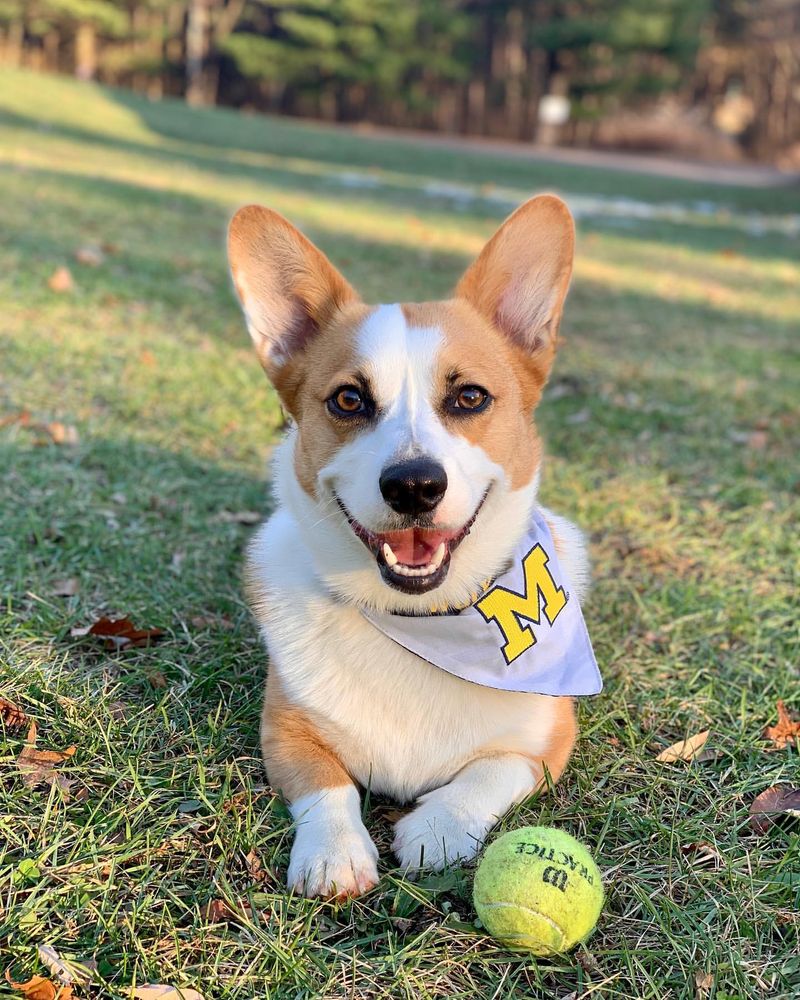 Pembroke Welsh Corgi