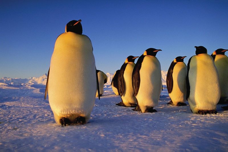 Penguin Lifespan and Habitats