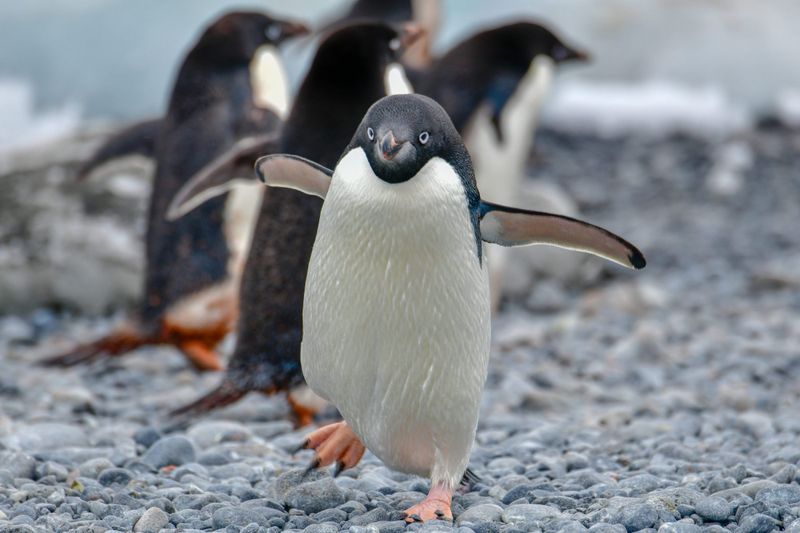 Penguin