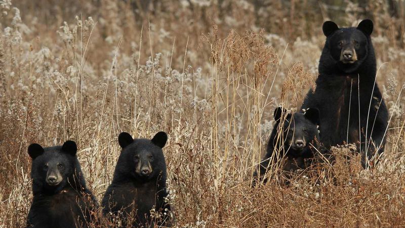 Pennsylvania's Black Bear