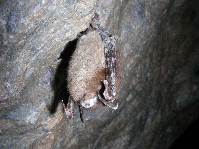 Pennsylvania's Appalachian Bats