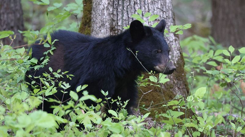 Pennsylvania Bear