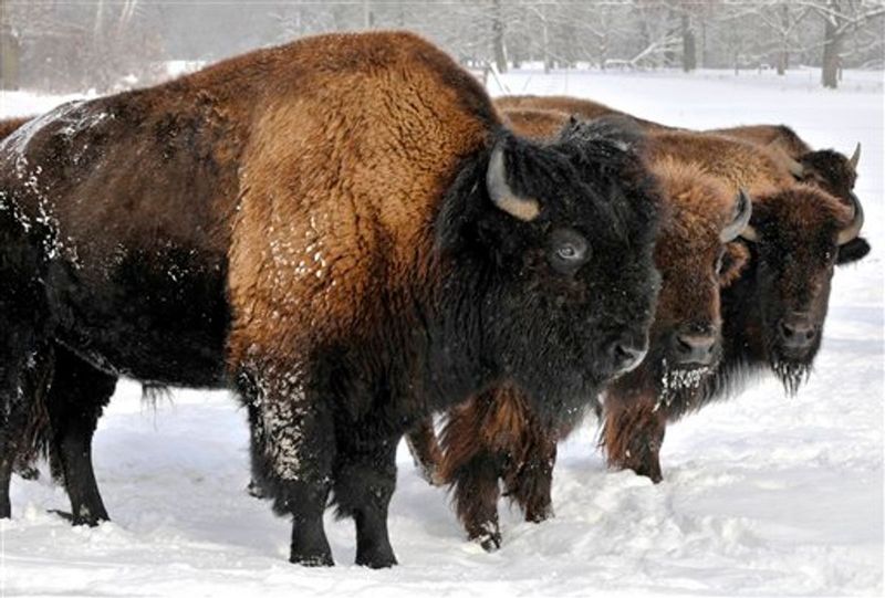 Pennsylvania Bison